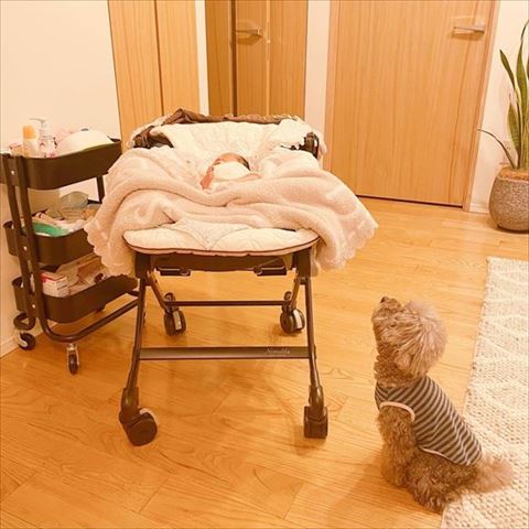 赤ちゃんを見守るワンコ