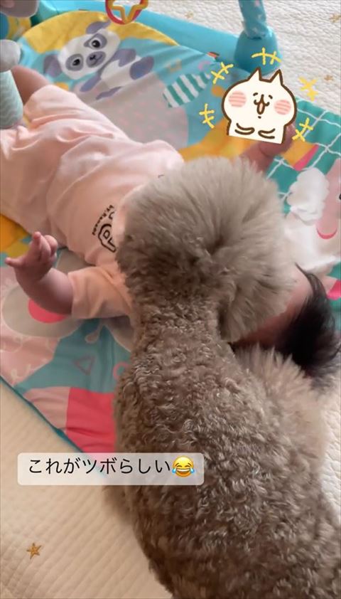 赤ちゃんをのぞきこむワンコ