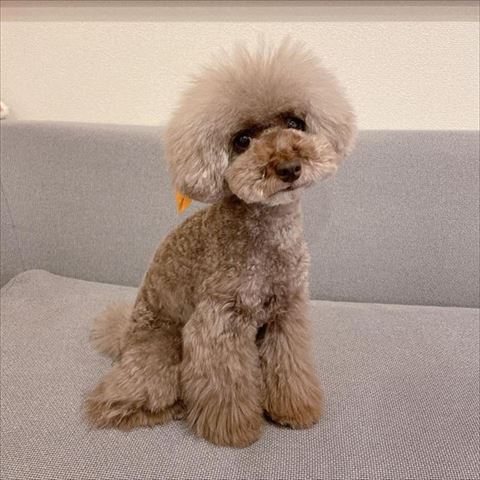 ポーズを決めるワンコ