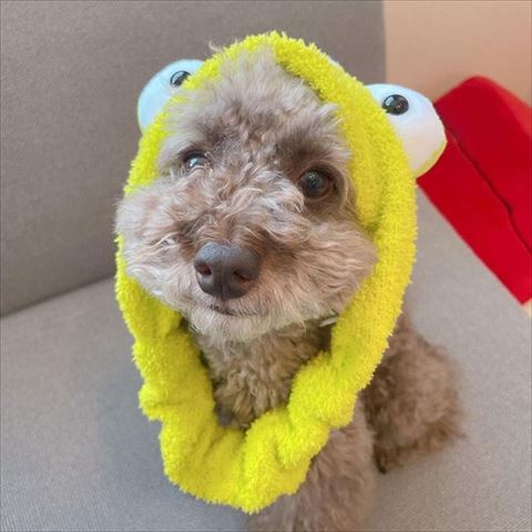 ヘアバンドつけるワンコ