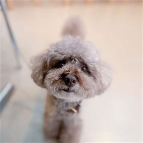 近づいてくるワンコ