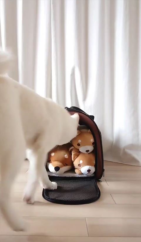 キャリーに向かうワンコ