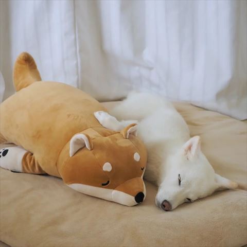 ぬいぐるみと寝るワンコ