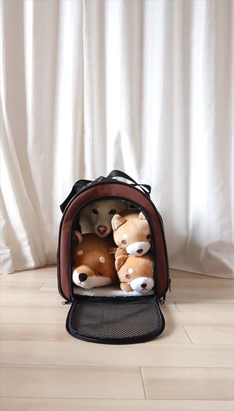 キャリー奥に入った正面