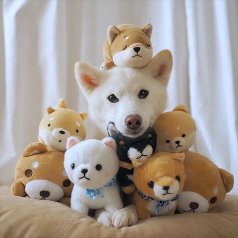 ぬいぐるみにアゴのせるワンコ