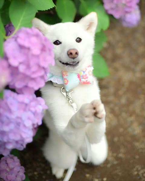 おねだりポーズ