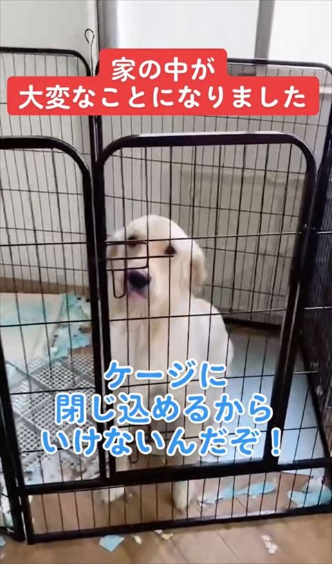 舌出してお座りしてるワンコ