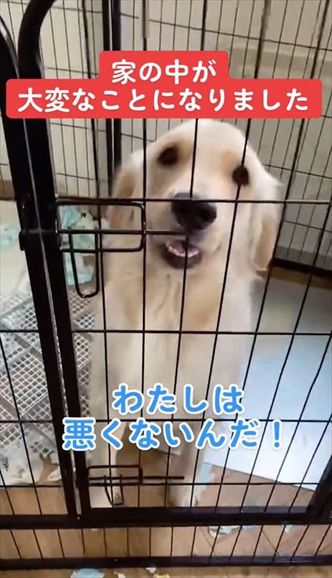 笑顔のワンコアップ