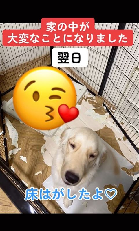 床はがしたよテロップ