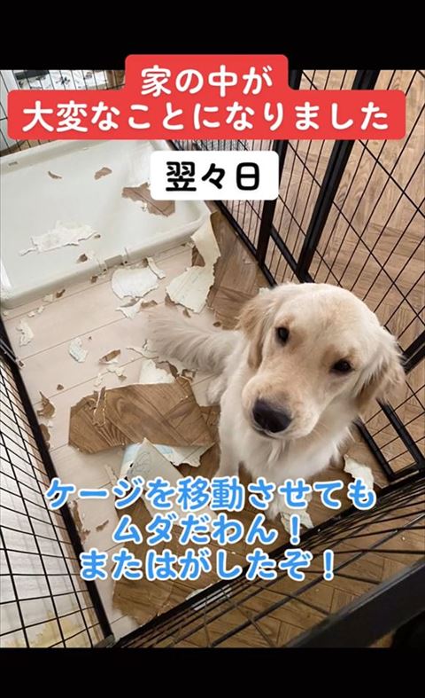 むだだわんテロップ