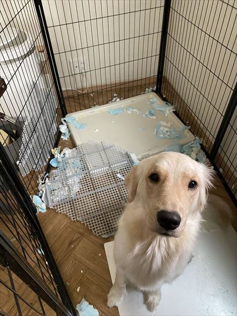 お座りワンコの奥に散らかった現場