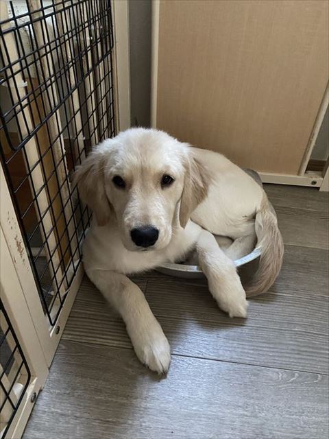 成長したワンコ鍋からはみ出す