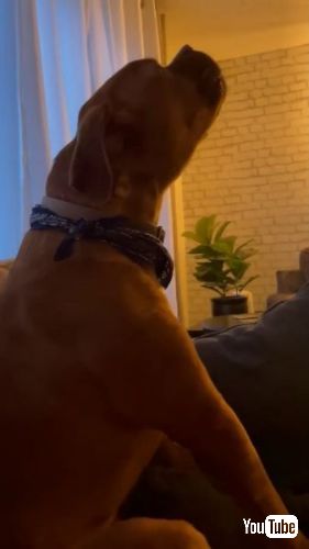 遠吠えをするワンコ