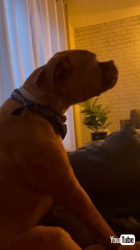 遠吠えをするワンコ