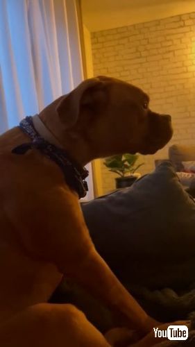 遠吠えをするワンコ