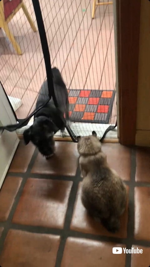 ネット状の網戸をくぐる犬