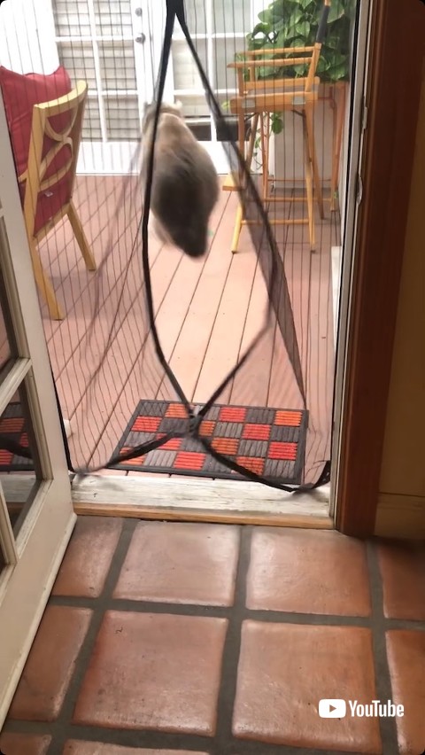 ネット状の網戸をくるぐ猫