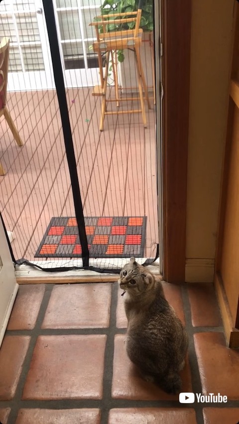 見つめる猫