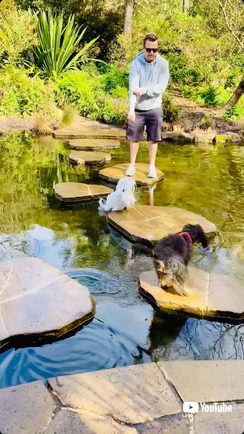 池に落ちる直前の子犬