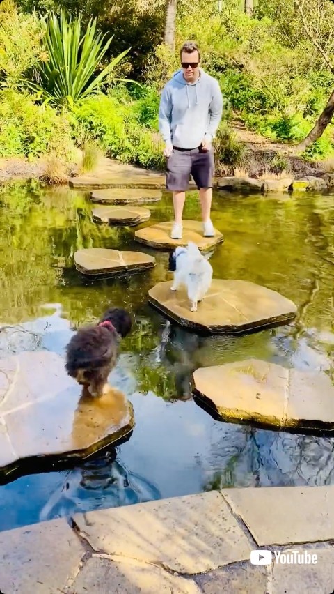 うまく飛び乗った白い子犬