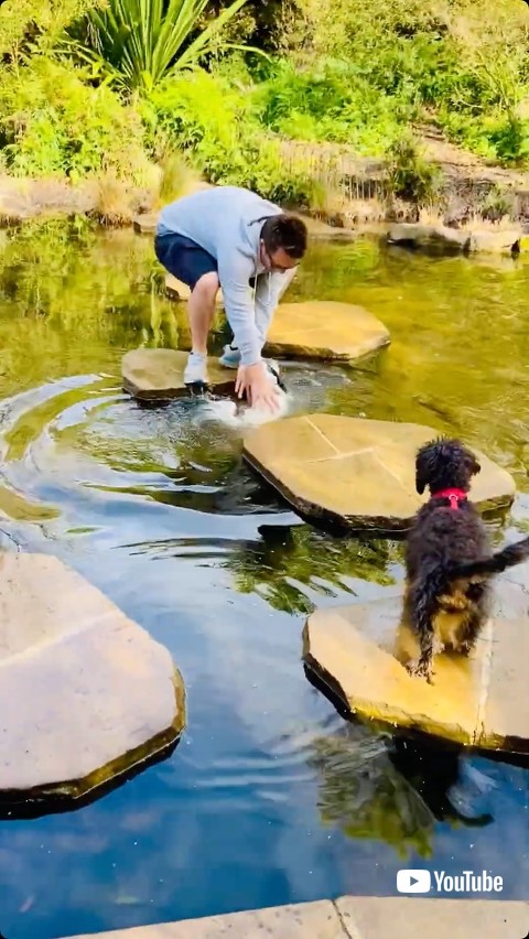 飼い主に救助される犬