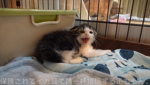 イカ耳子猫のビフォーアフター