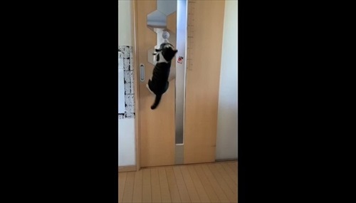 イカ耳子猫のビフォーアフター