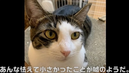 イカ耳子猫のビフォーアフター