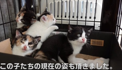 イカ耳子猫のビフォーアフター