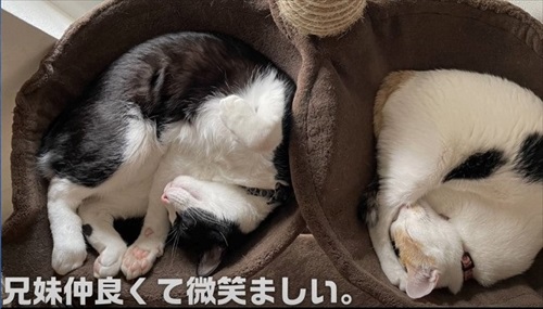 イカ耳子猫のビフォーアフター