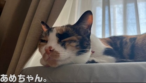 イカ耳子猫のビフォーアフター