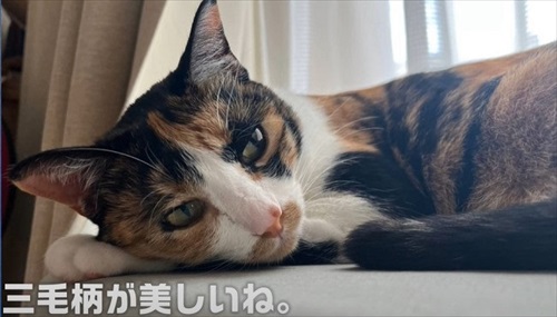 イカ耳子猫のビフォーアフター