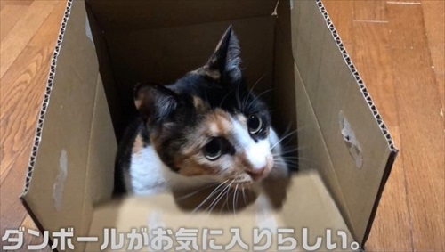 イカ耳子猫のビフォーアフター