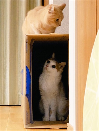 イカ耳子猫のビフォーアフター