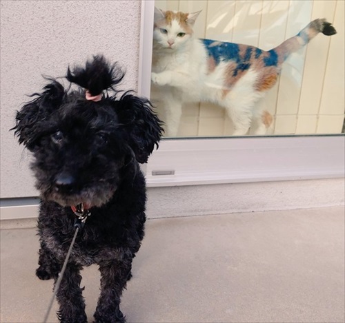 イカ耳子猫のビフォーアフター