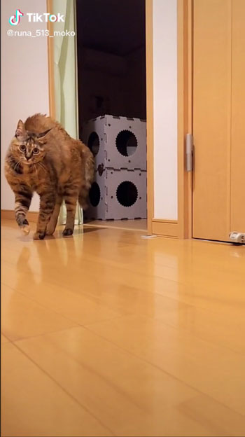 やんのかポーズをする元保護猫