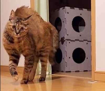 やんのかポーズをする元保護猫