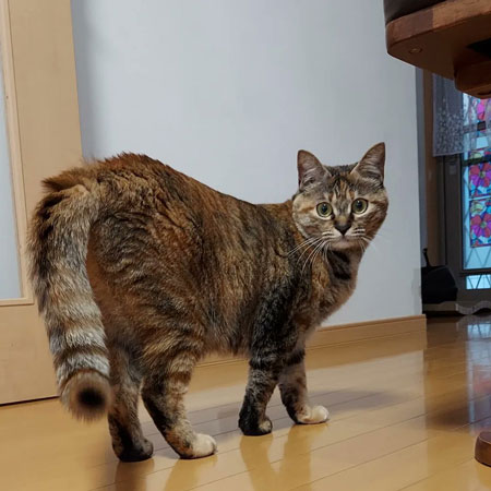 やんのかポーズをする元保護猫