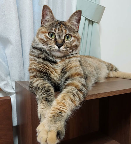 やんのかポーズをする元保護猫