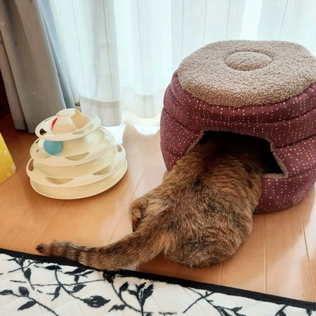 やんのかポーズをする元保護猫