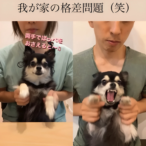 あまがみする犬