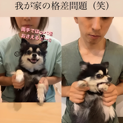 怒る犬