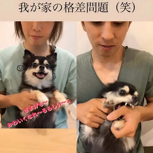 必死の犬