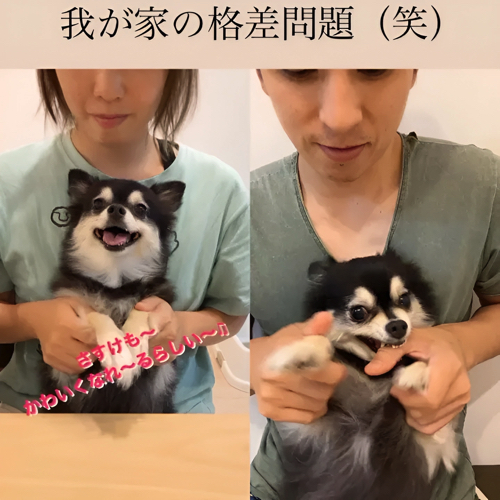 かむ犬