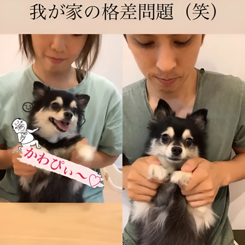 止まる犬