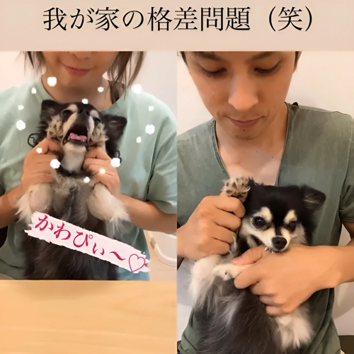 かわいい犬