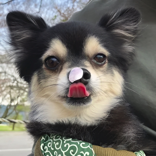 桜の花びらと犬