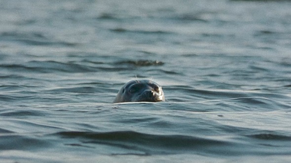 マクドナルド　時をかけるバーガー