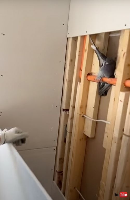 壁の中に閉じ込められた鳩を救出
