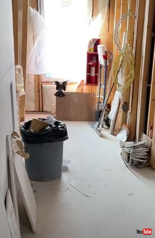 壁の中に閉じ込められた鳩を救出